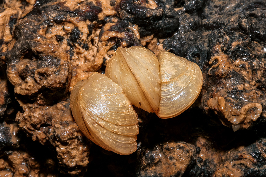 Cave bivalves