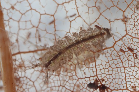 P.coxalis