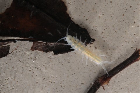 P.hercegovinensis (2)