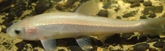 Paper on the first cavefish in the Dinaric Karst - Telestes karsticus
