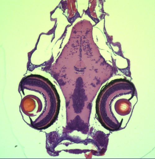 Astyanax surface fish 7dpf eye section_resize
