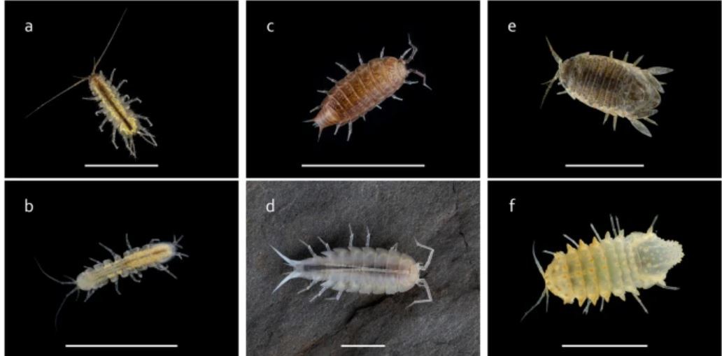 De novo transcriptomes of cave and surface isopod crustaceans: insights from 11 species across three suborders