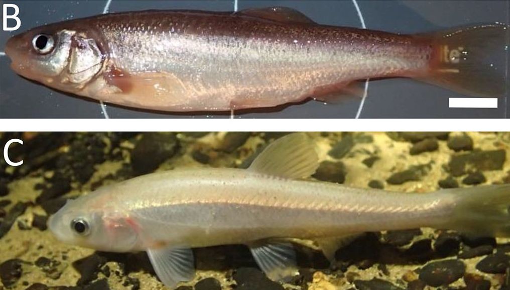 The first cavefish in the Dinaric Karst? Cave colonization made possible by phenotypic plasticity in Telestes karsticus